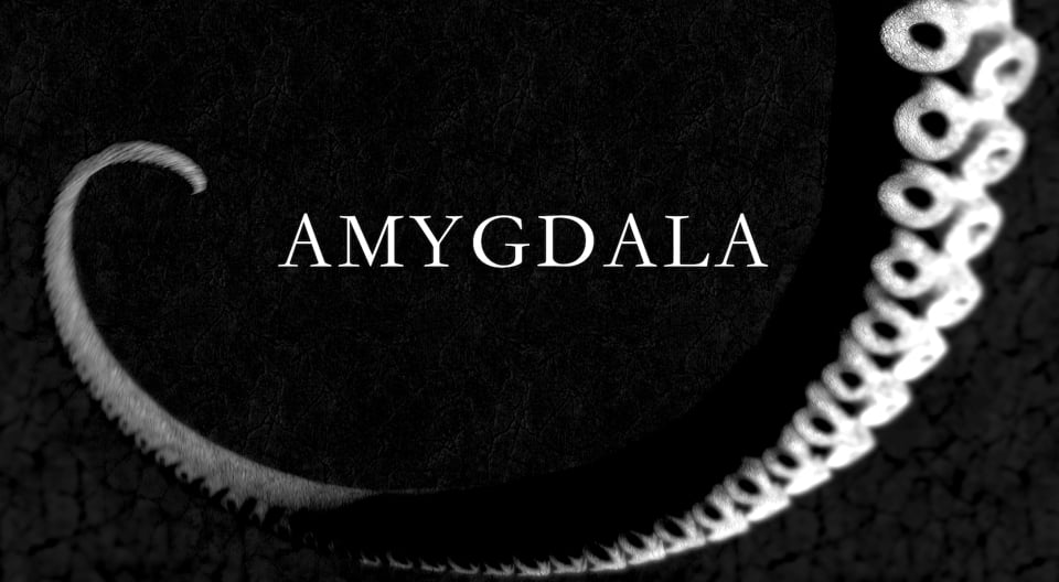 AMYGDALA